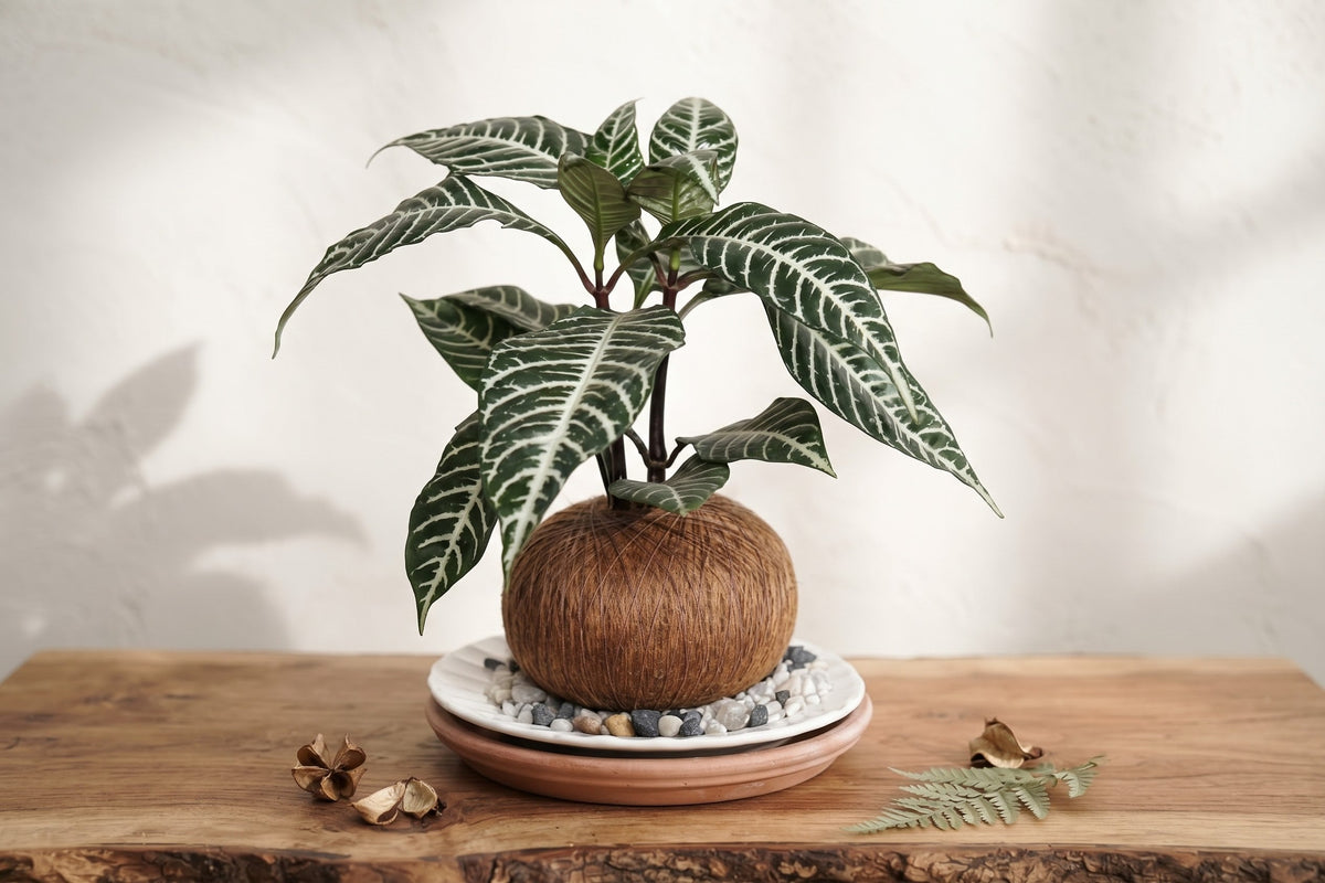¿Cómo cuidar tu kokedama?