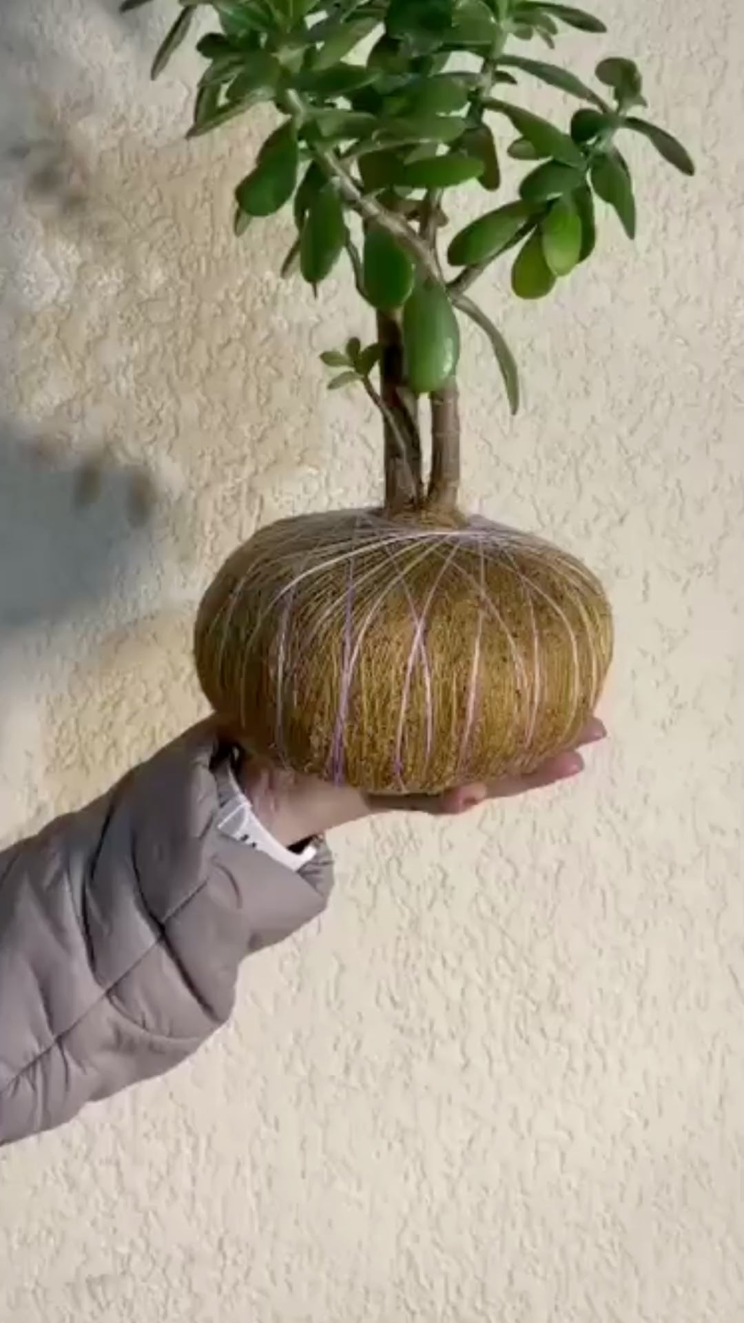 Kokedama Aphelandra - Planta Cebra (Arte Botánico Vivo)