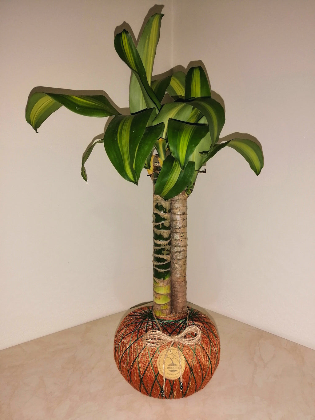 Kokedama Tronquito del Brasil