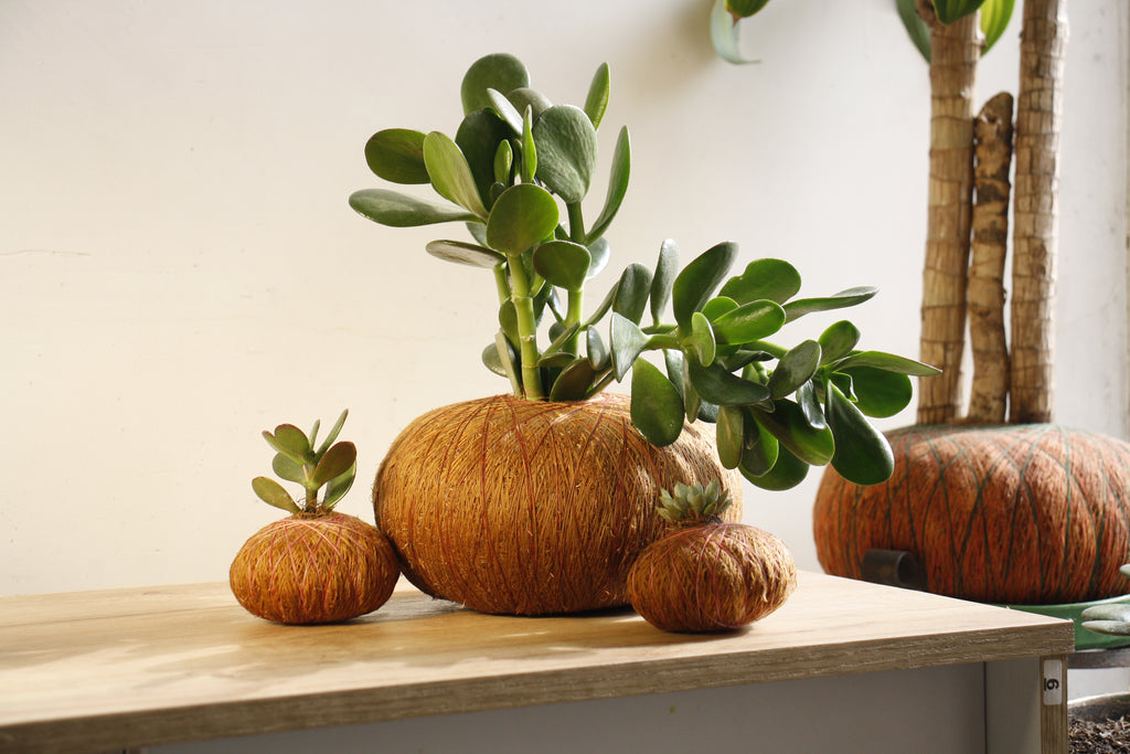 Combo Trío – Kokedama Jade Macho + 2 Suculentas Mini