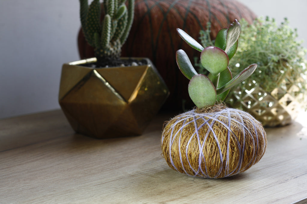 Combo Duo: Kokedama Cactus Mickey + Kokedama Suculenta