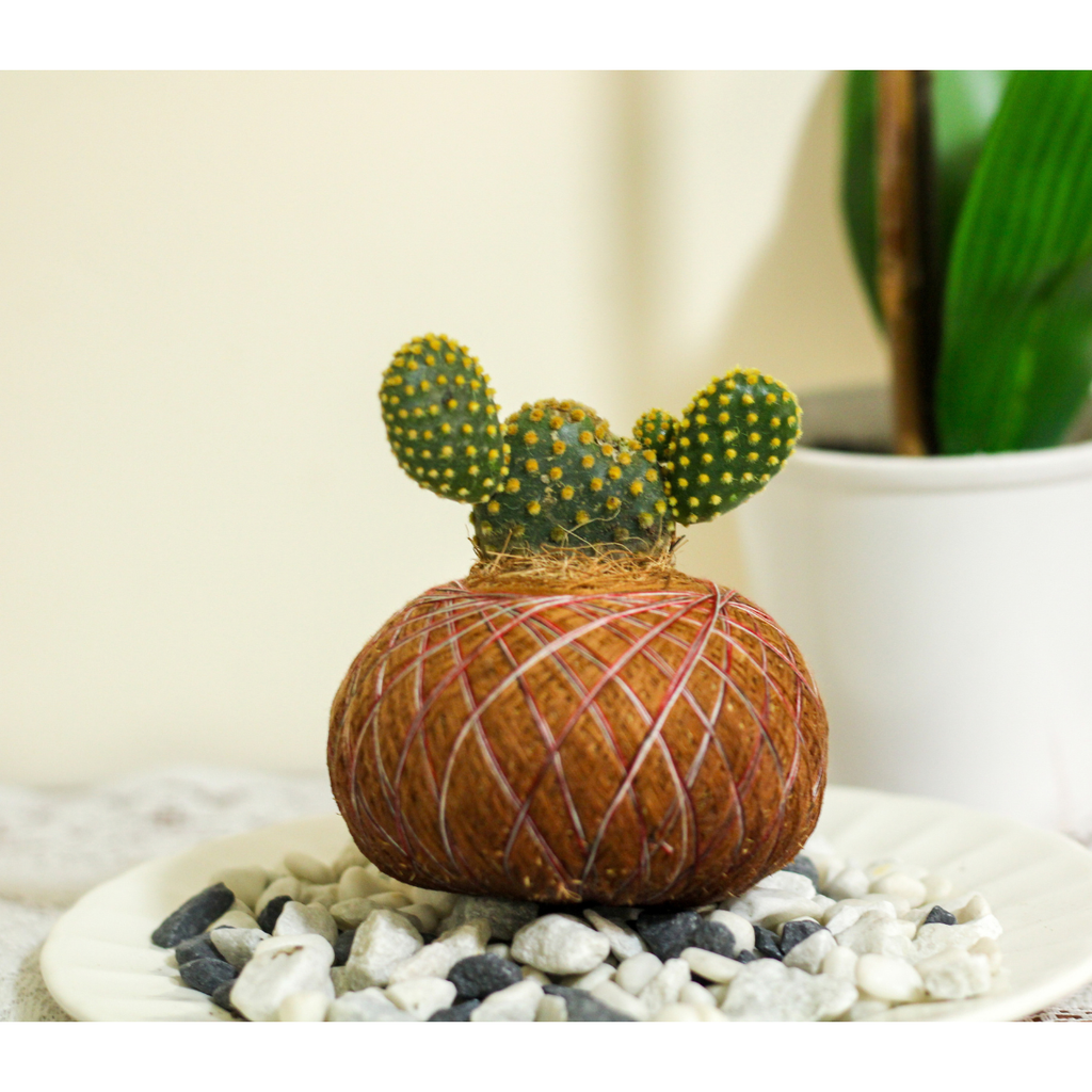 Kokedama Cactus Orejas de Mickey – Edición Artesanal
