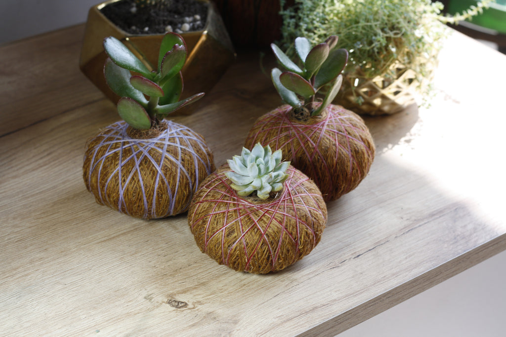 Combo Duo: Kokedama Cactus Mickey + Kokedama Suculenta