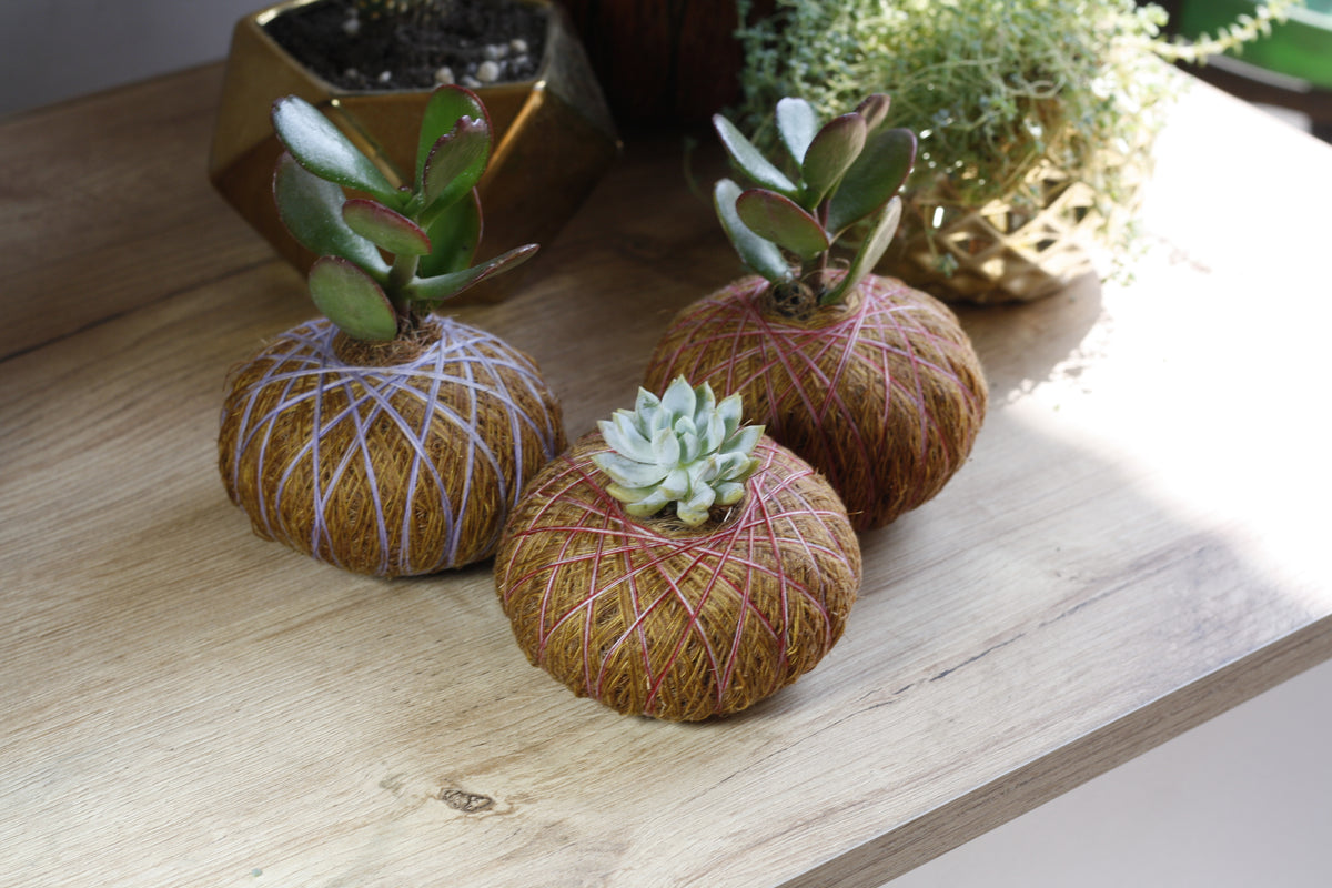 Combo Duo: Kokedama Cactus Mickey + Kokedama Suculenta
