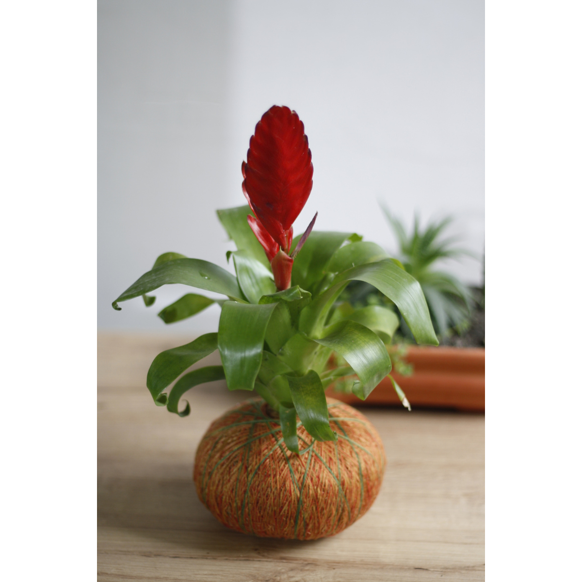 Kokedama de Bromelia – Exótico Color Tropical Hecho a Mano