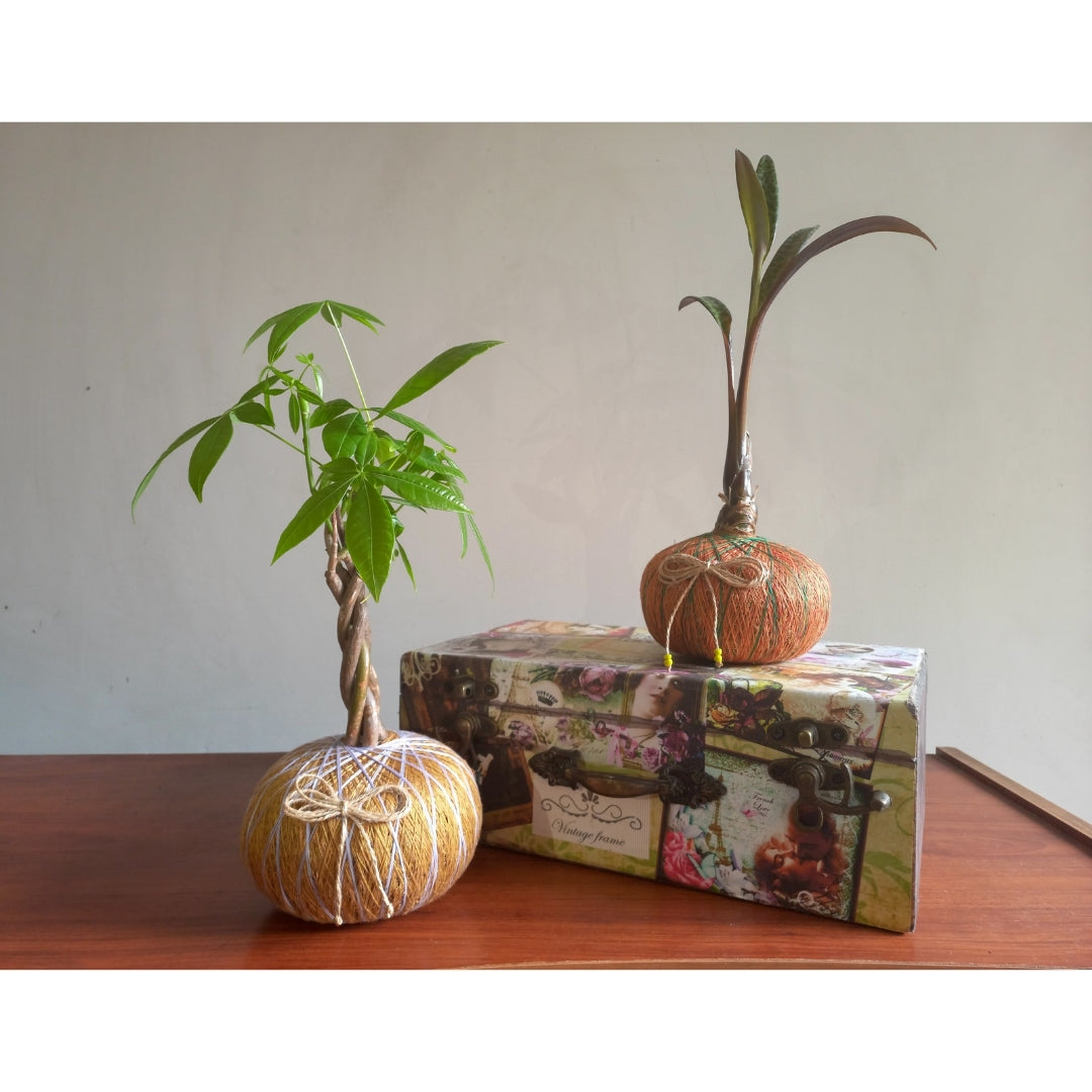 Kokedama de Pachira – Mini Árbol Tropical de Interior