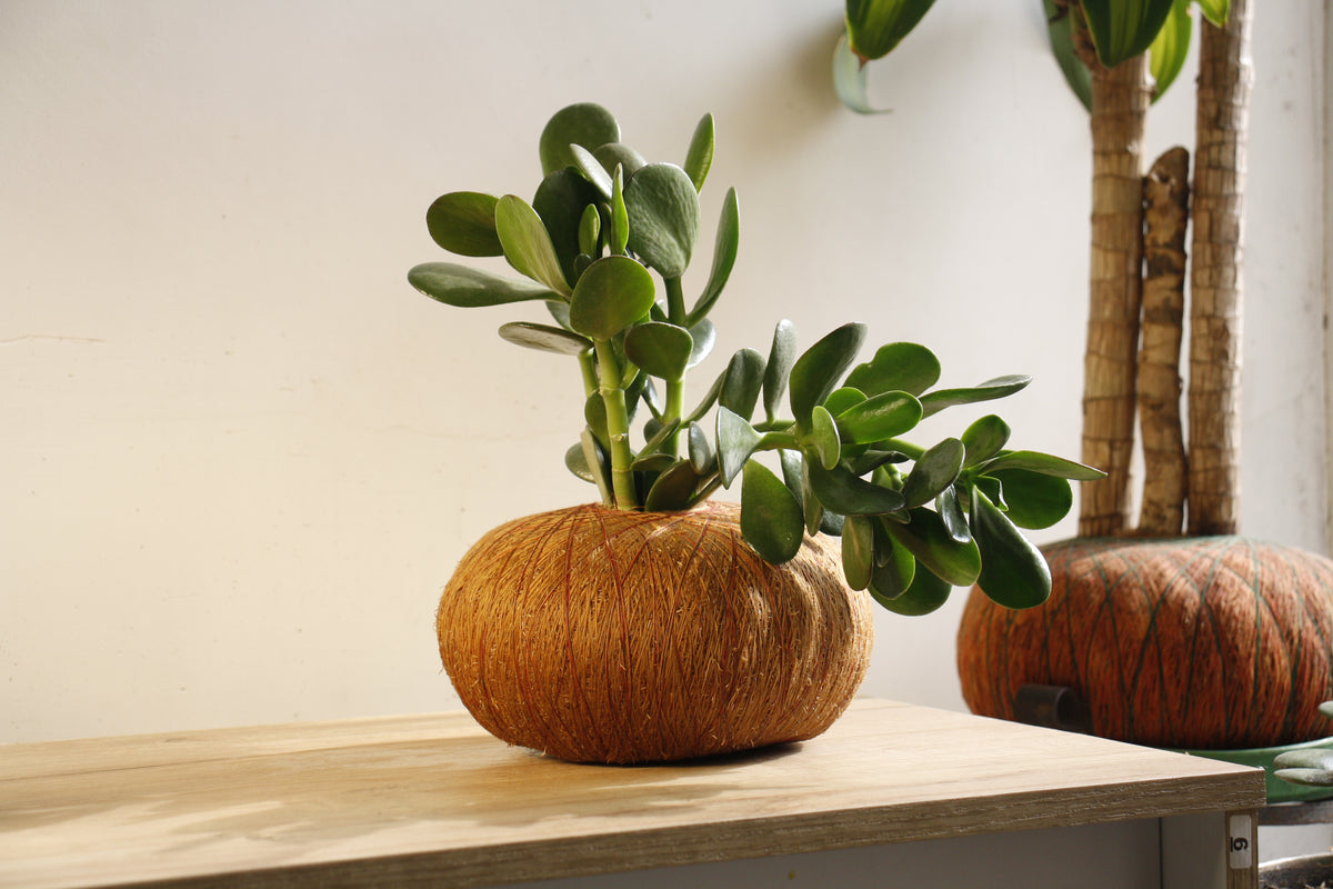 Combo Trío – Kokedama Jade Macho + 2 Suculentas Mini