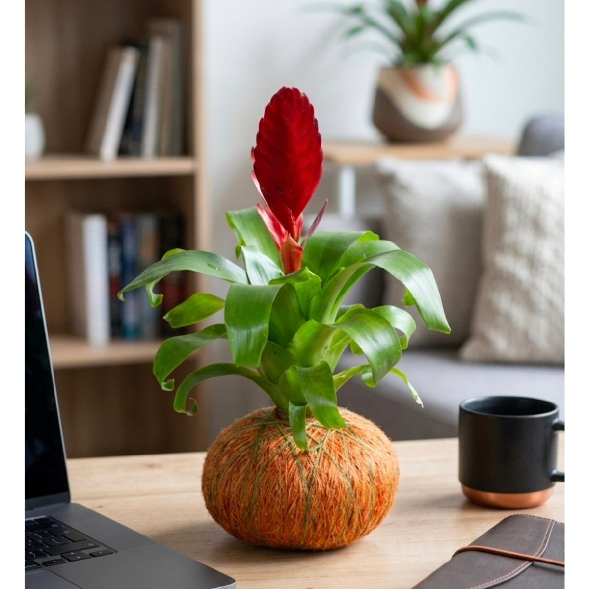 Kokedama de Bromelia – Exótico Color Tropical Hecho a Mano