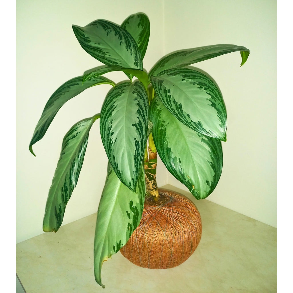 Aglaonema Patico en Kokedama (Aglaonema sp.)