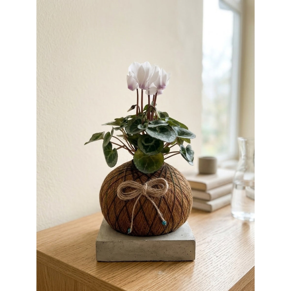 Violeta de los Alpes en Kokedama (Cyclamen persicum)