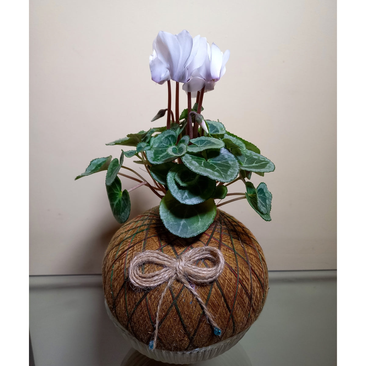 Violeta de los Alpes en Kokedama (Cyclamen persicum)