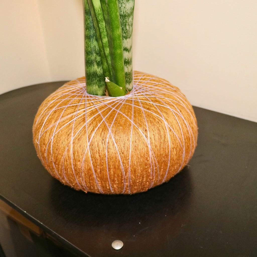 Kokedama de Sansevieria grande – Purificadora Natural de Fácil Cuidado
