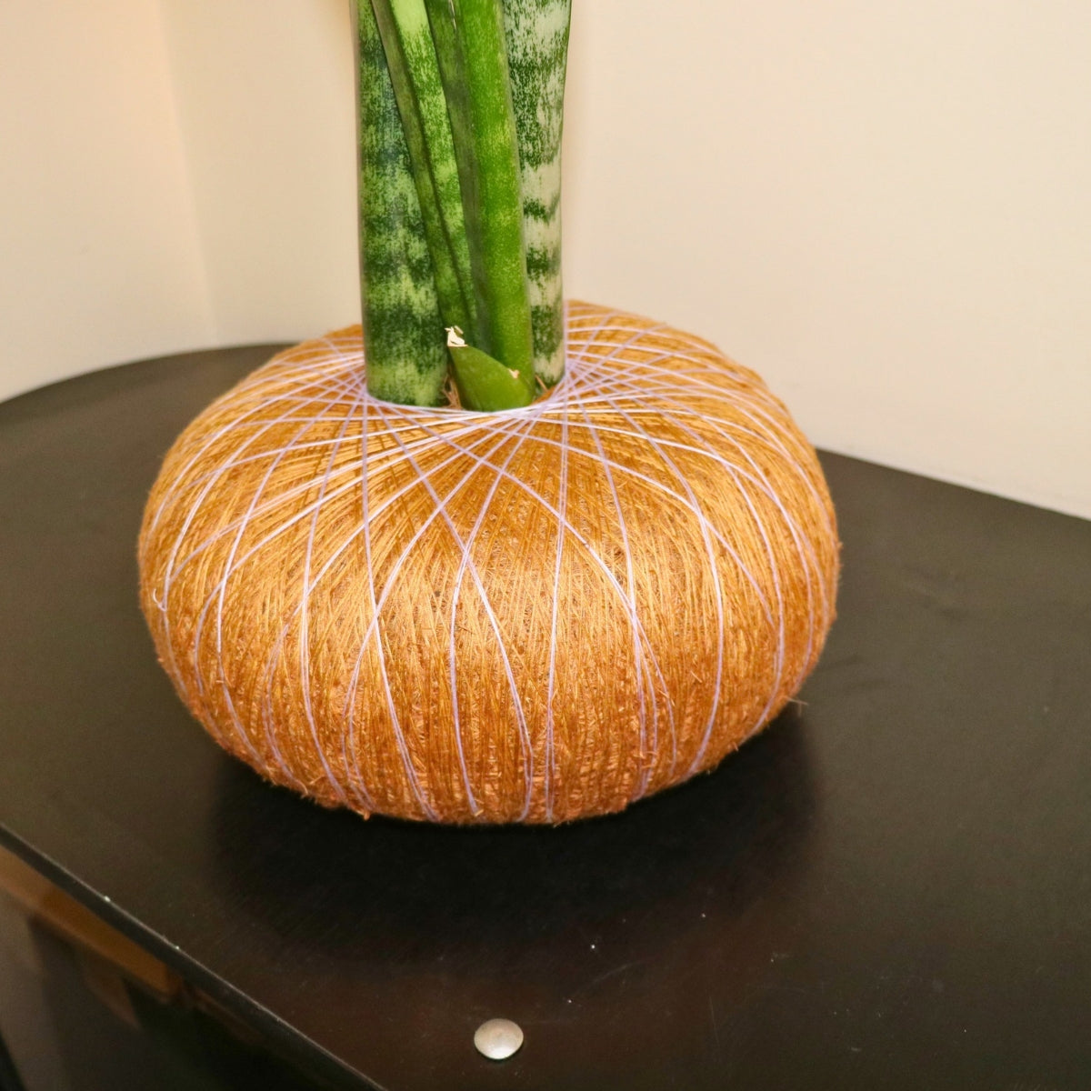 Kokedama de Sansevieria grande – Purificadora Natural de Fácil Cuidado