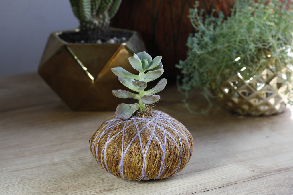 Combo Duo: Kokedama Cactus Mickey + Kokedama Suculenta