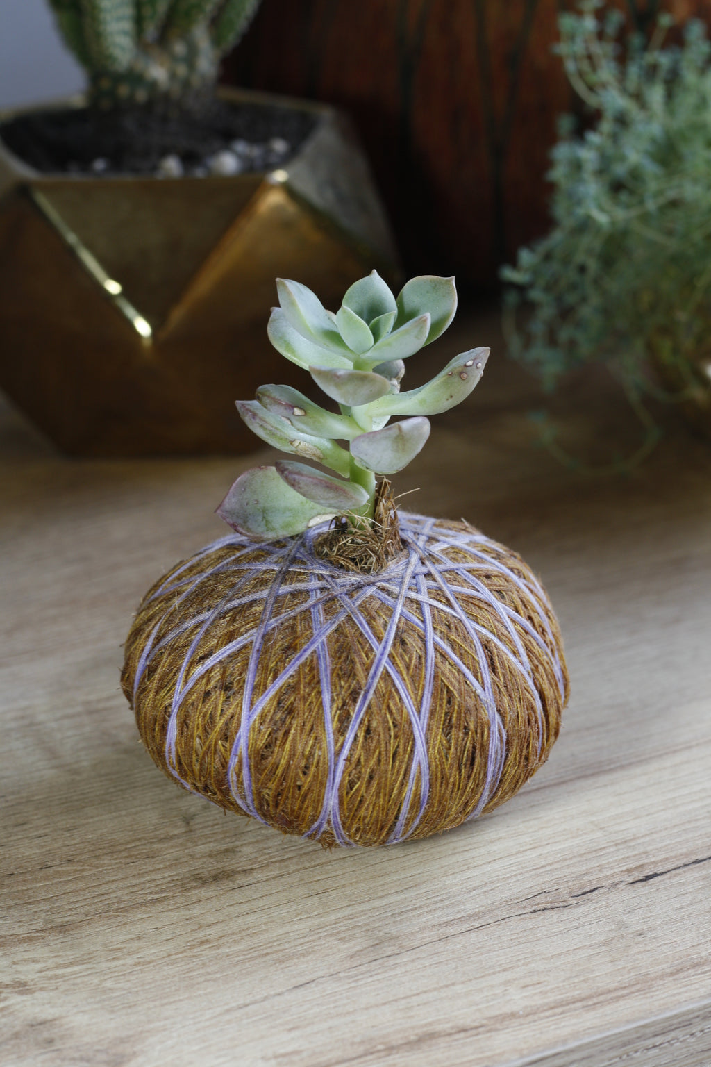 Combo Trío – Kokedama Jade Macho + 2 Suculentas Mini
