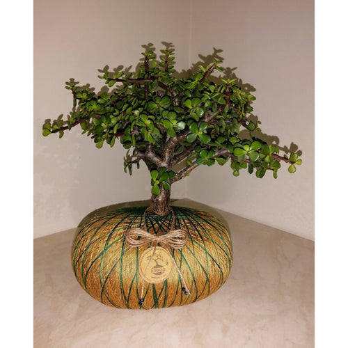 Bonsái de Jade Hembra en Kokedama (Portulacaria afra)