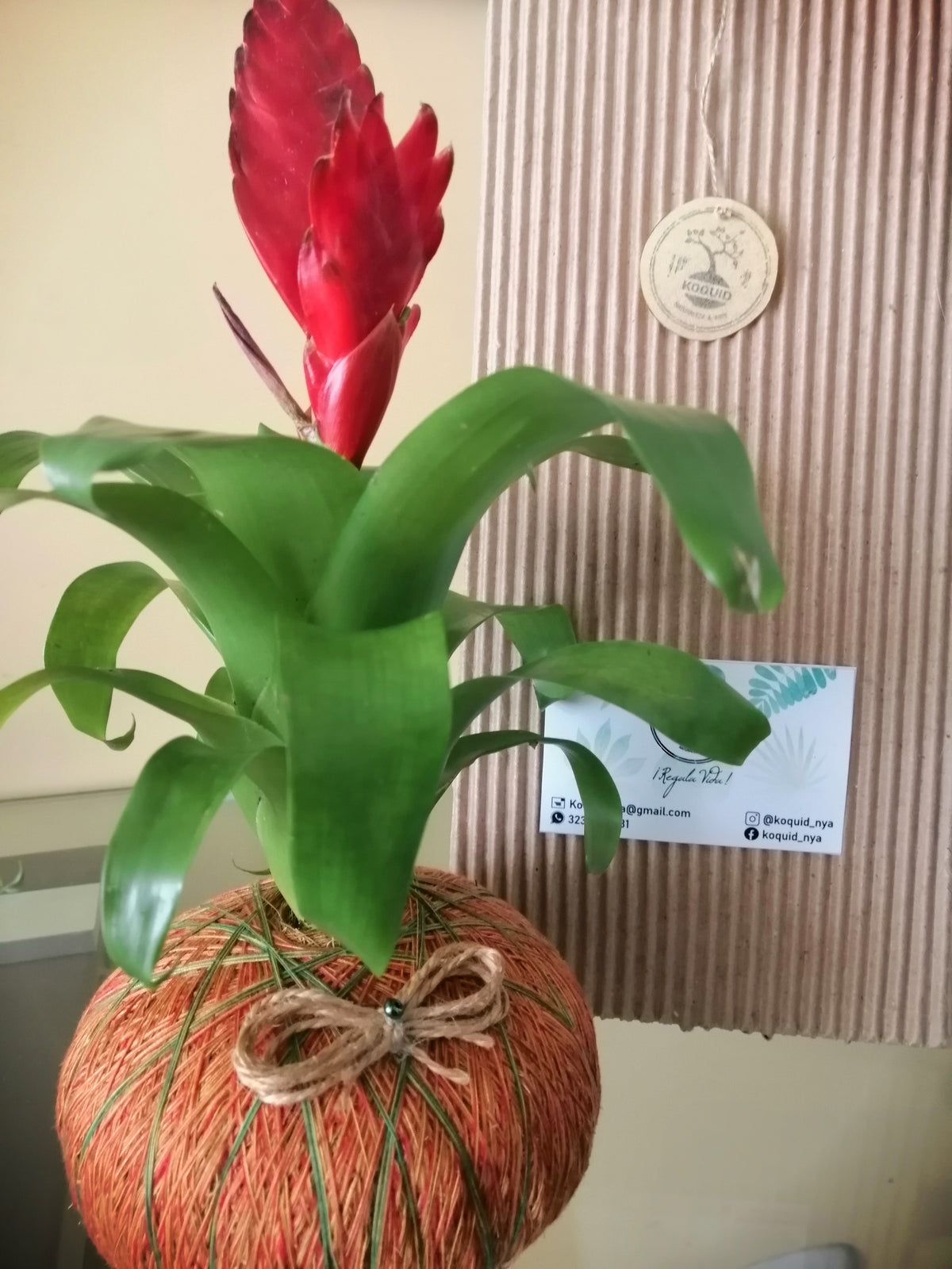 Kokedama de Bromelia – Exótico Color Tropical Hecho a Mano