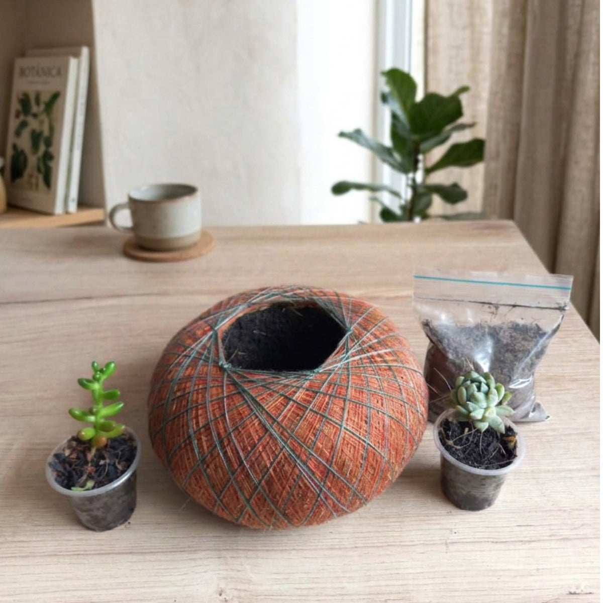Base de Terrario Kokedama Personalizable – Kit Creativo DIY