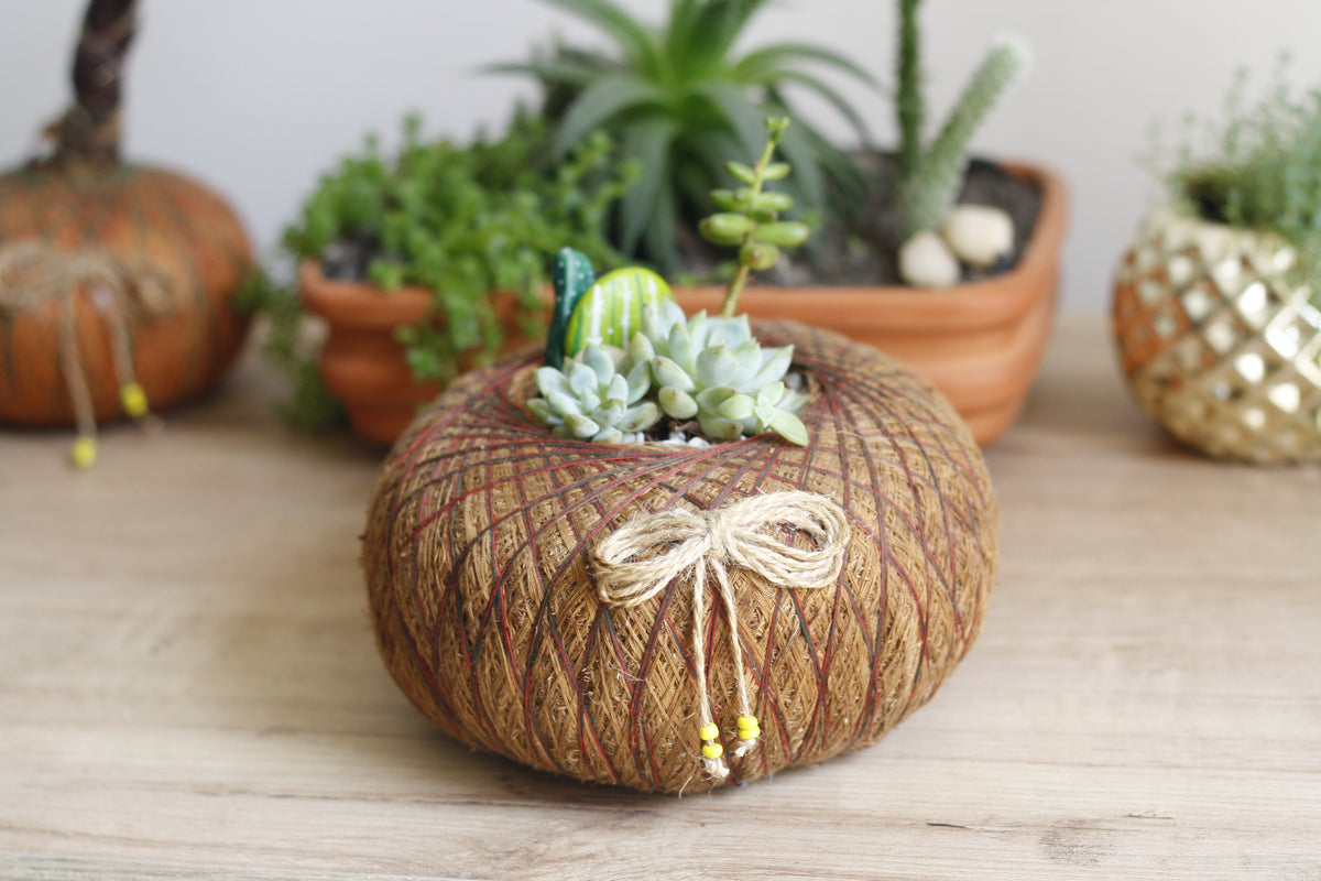 Terrario de Suculentas en Kokedama – Micro-Oasis Artesanal