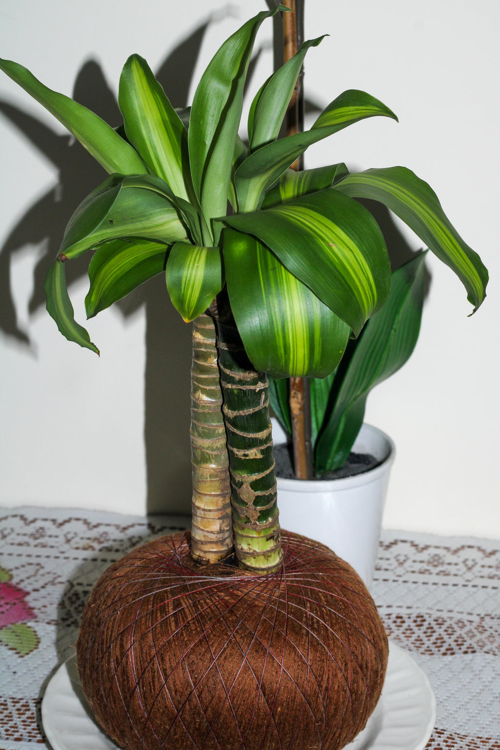 Kokedama Tronquito del Brasil
