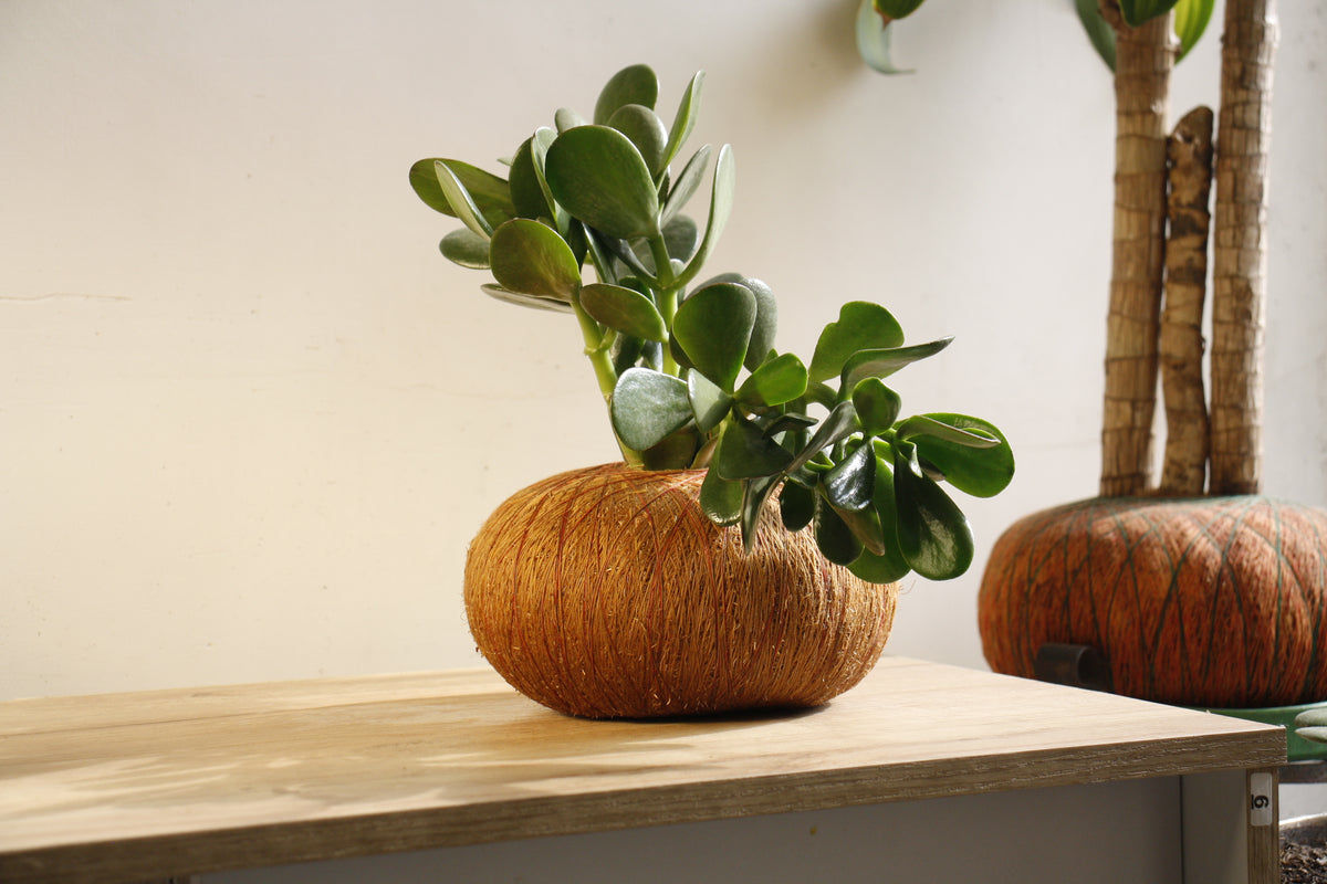 Combo Trío – Kokedama Jade Macho + 2 Suculentas Mini