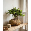 Bonsái de Jade Hembra en Kokedama (Portulacaria afra)