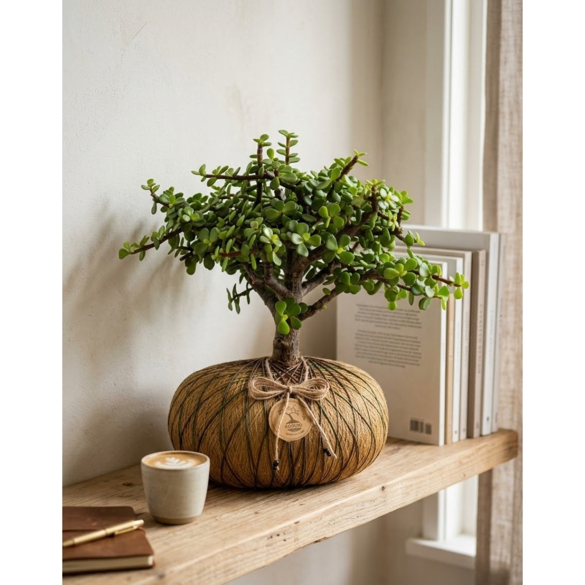 Bonsái de Jade Hembra en Kokedama (Portulacaria afra)