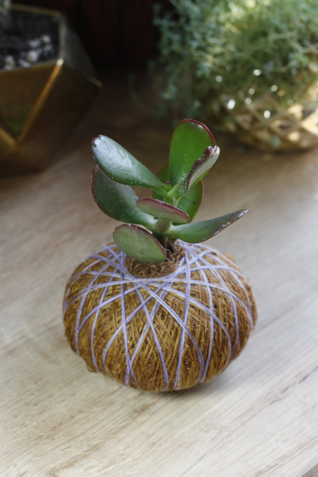 Combo Trío – Kokedama Jade Macho + 2 Suculentas Mini