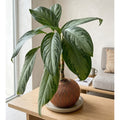 Aglaonema Patico en Kokedama (Aglaonema sp.)