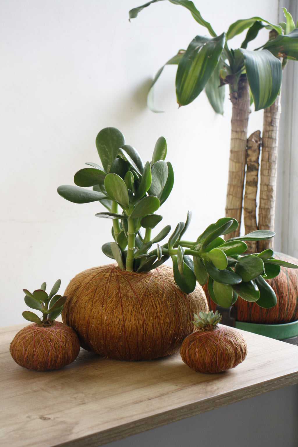Combo Trío – Kokedama Jade Macho + 2 Suculentas Mini