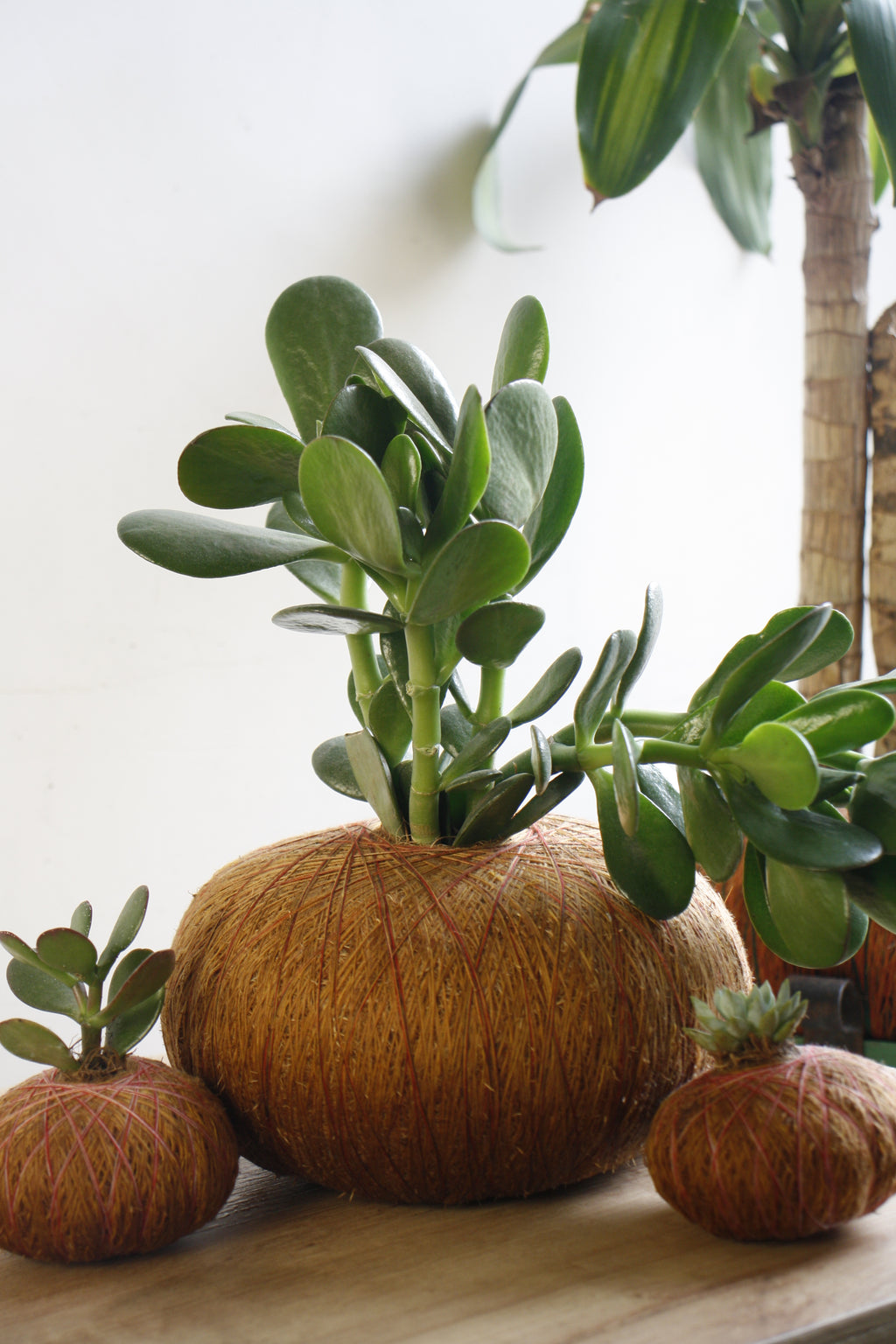 Combo Trío – Kokedama Jade Macho + 2 Suculentas Mini