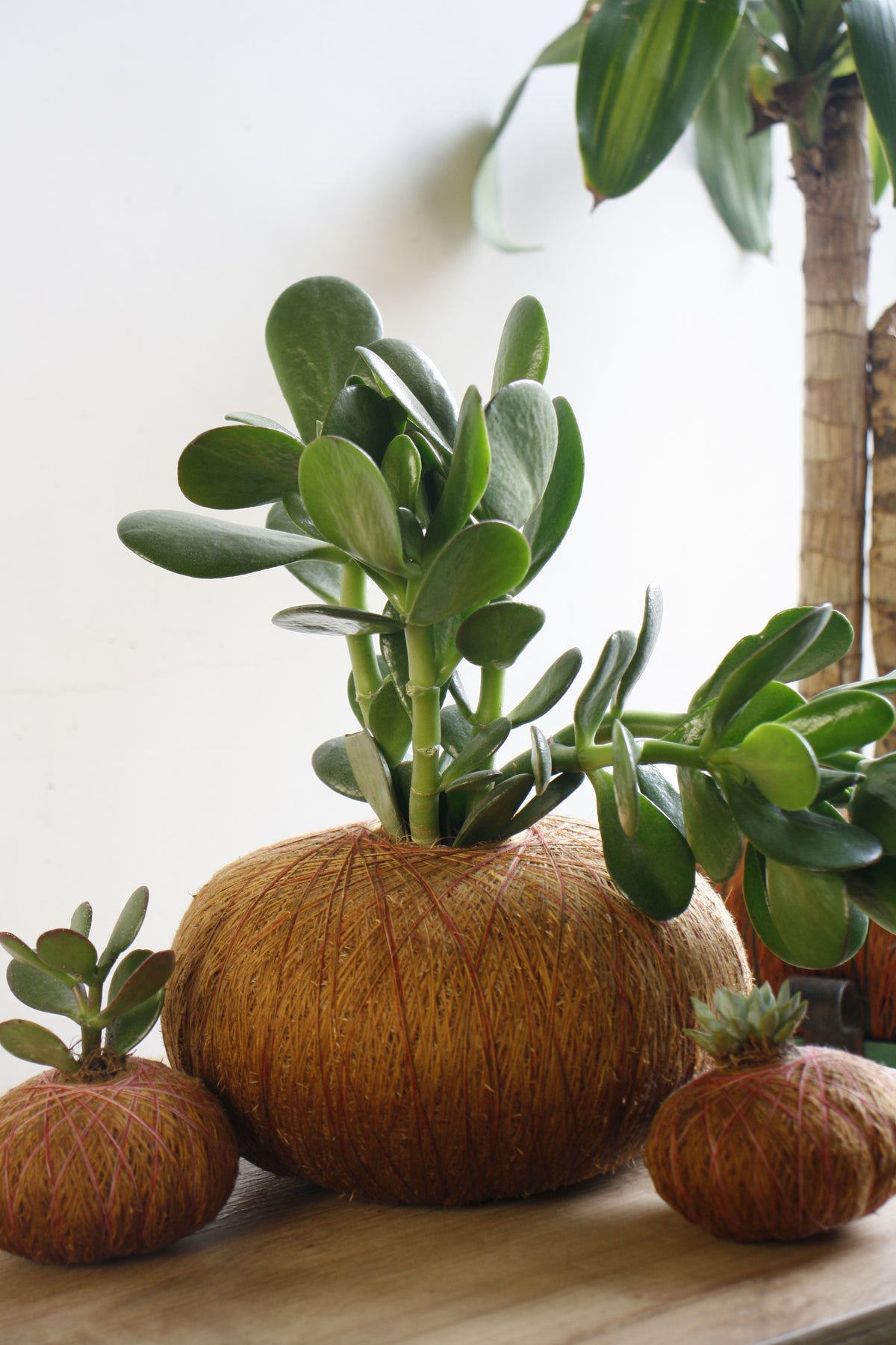Combo Trío – Kokedama Jade Macho + 2 Suculentas Mini