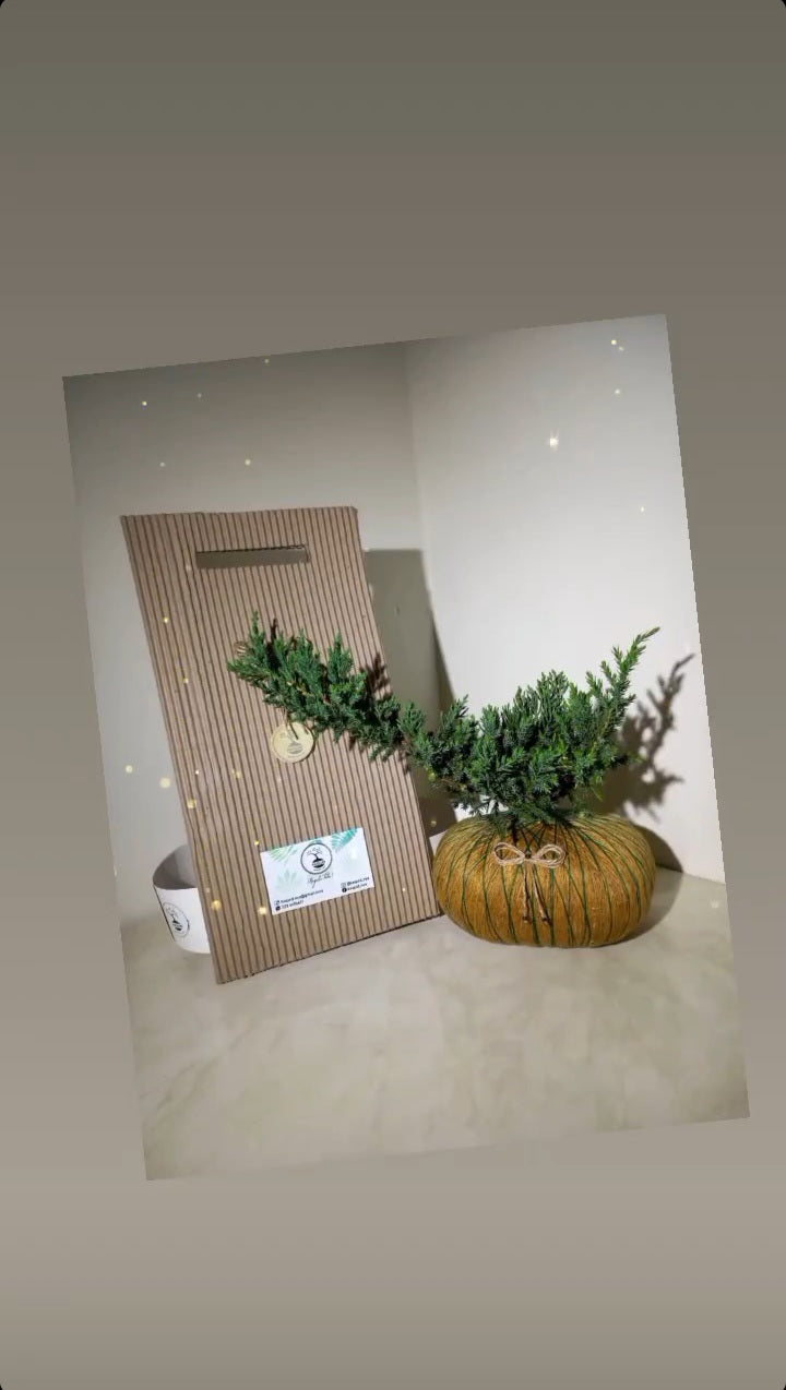 Kokedama Pino Rastrero Mini – Estilo Bonsái