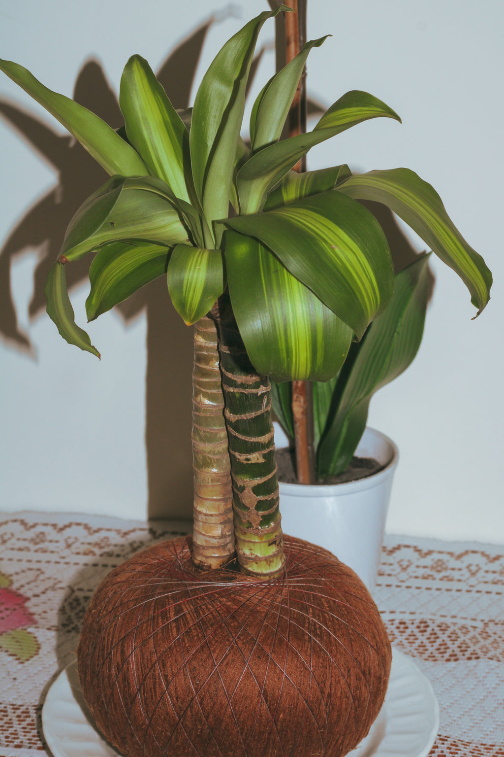 Kokedama Tronquito del Brasil