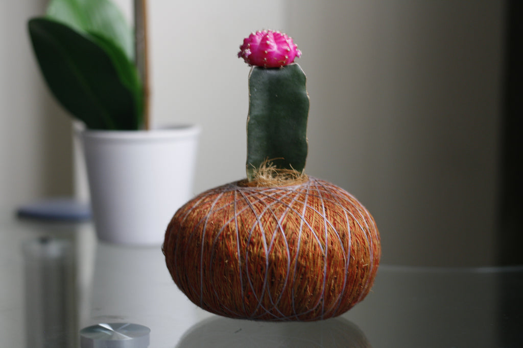 Kokedama de Cactus Coreano – Diseño artesanal