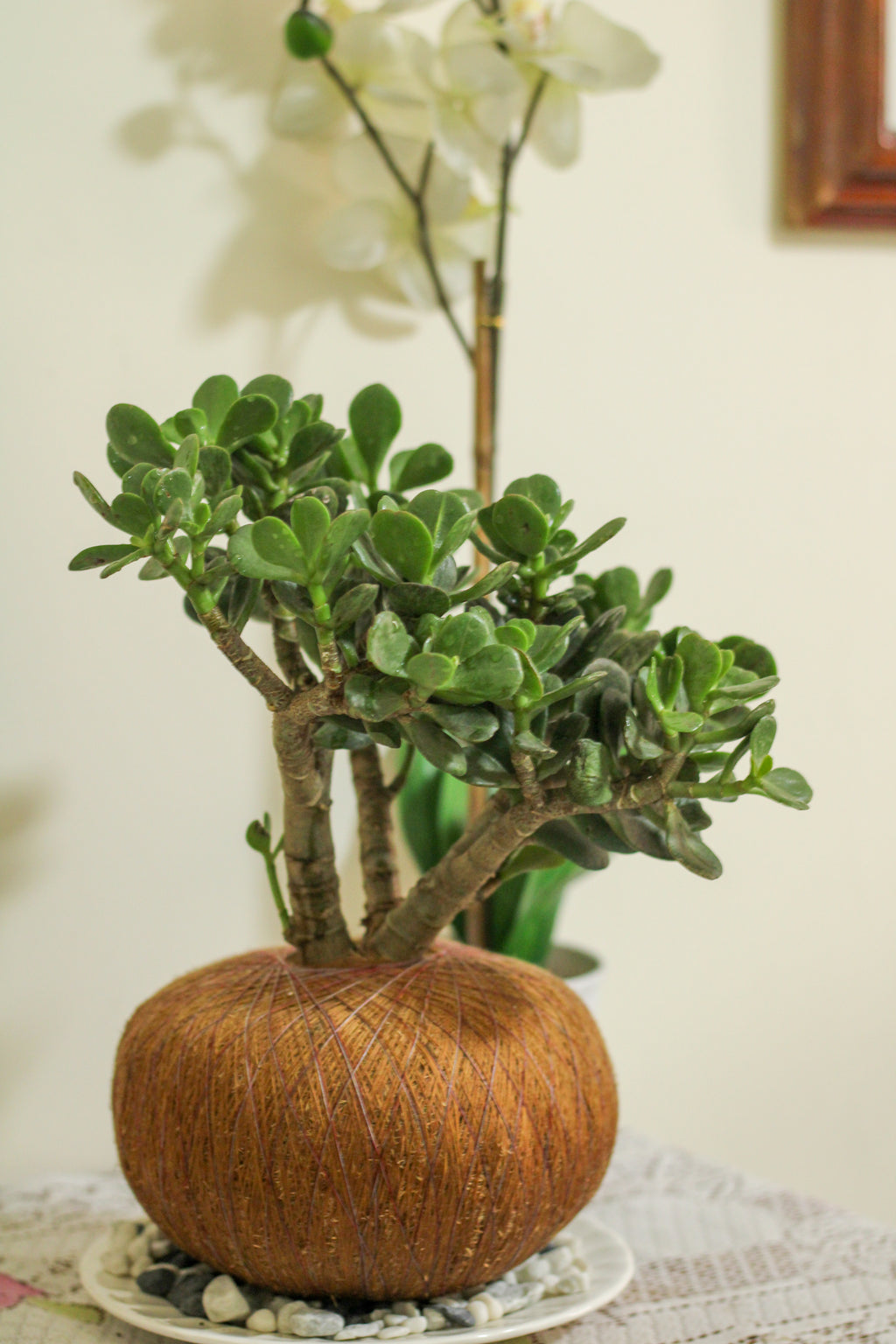 Kokedama de Jade Macho – Árbol lleno de vida y belleza