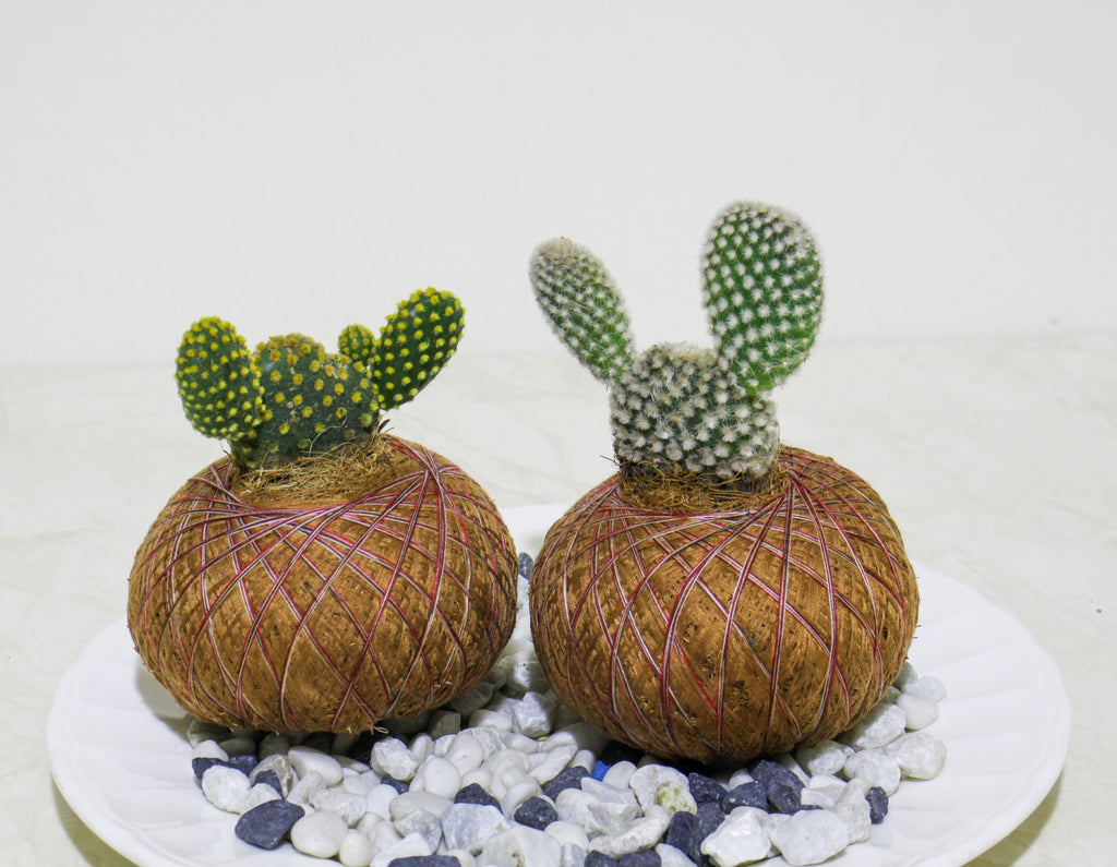 Kokedama Cactus Orejas de Mickey – Edición Artesanal