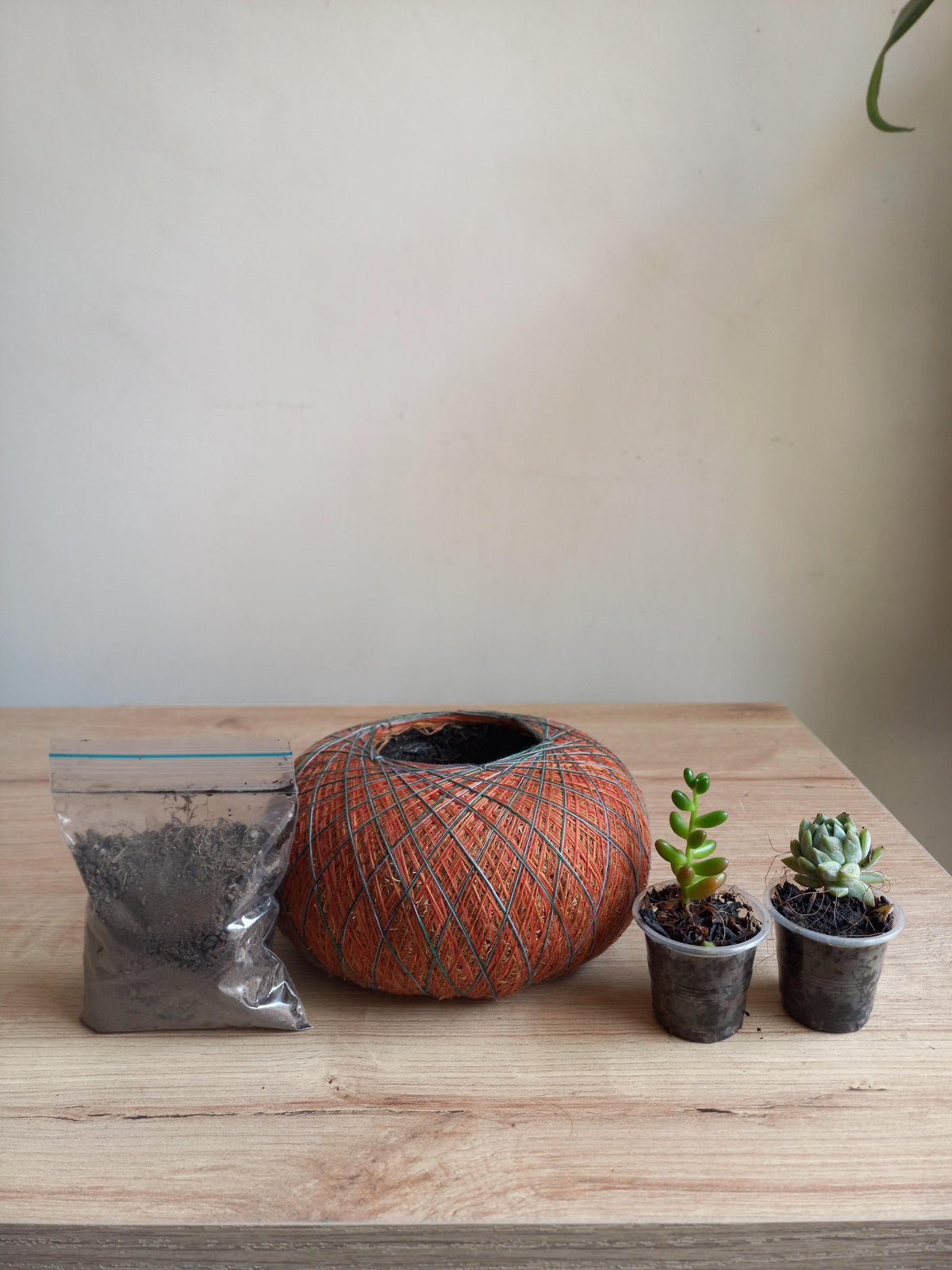 Base de Terrario Kokedama Personalizable – Kit Creativo DIY