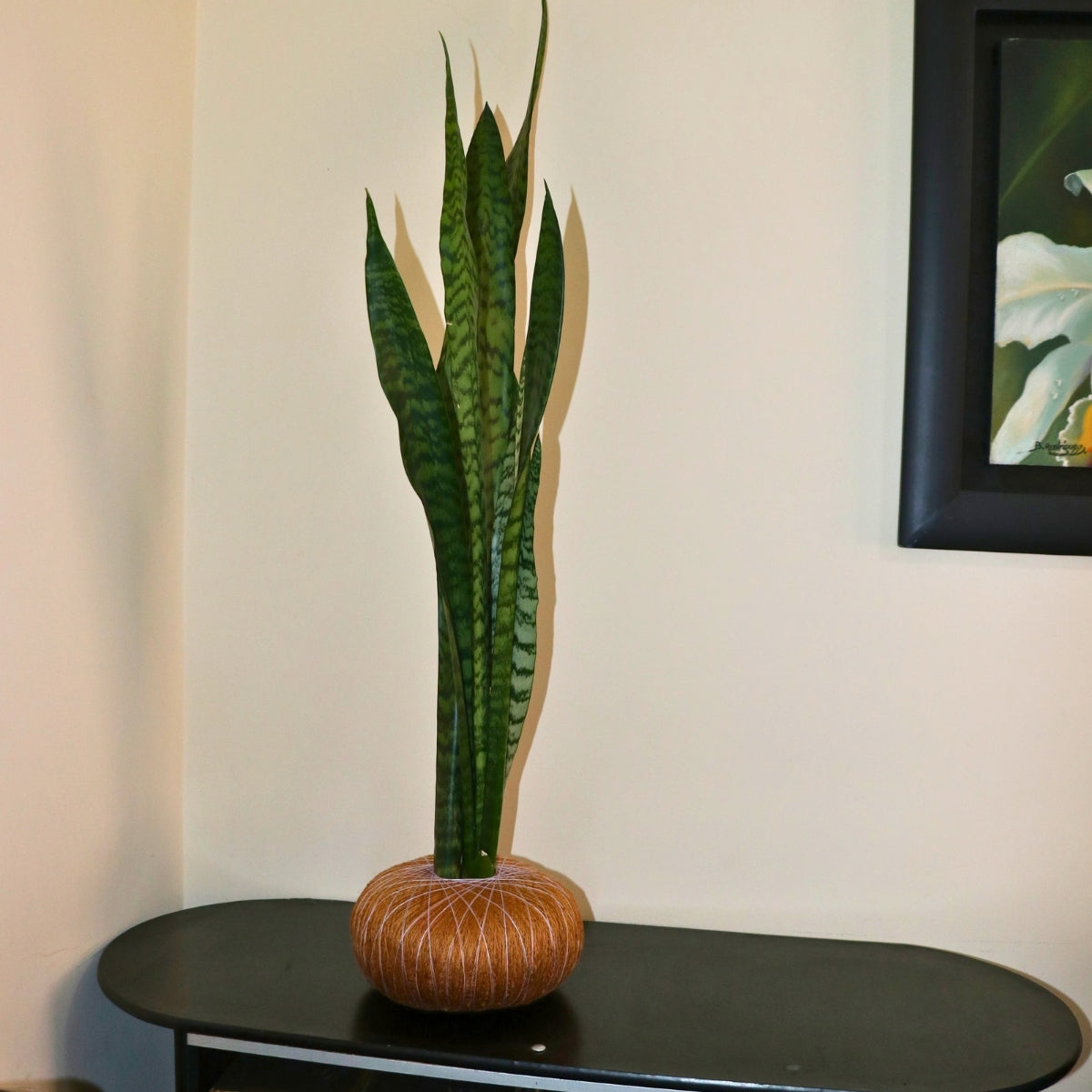 Kokedama de Sansevieria grande – Purificadora Natural de Fácil Cuidado