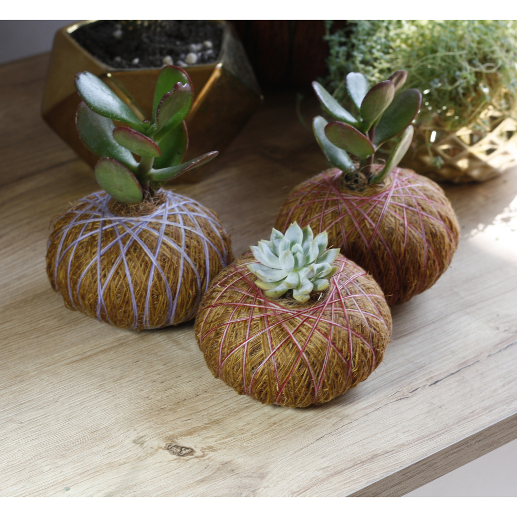 Kokedama de Suculenta pequeña – Planta Artesanal de Fácil Cuidado