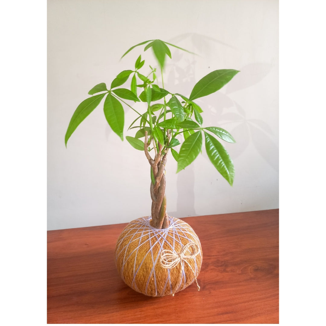 Kokedama de Pachira – Mini Árbol Tropical de Interior