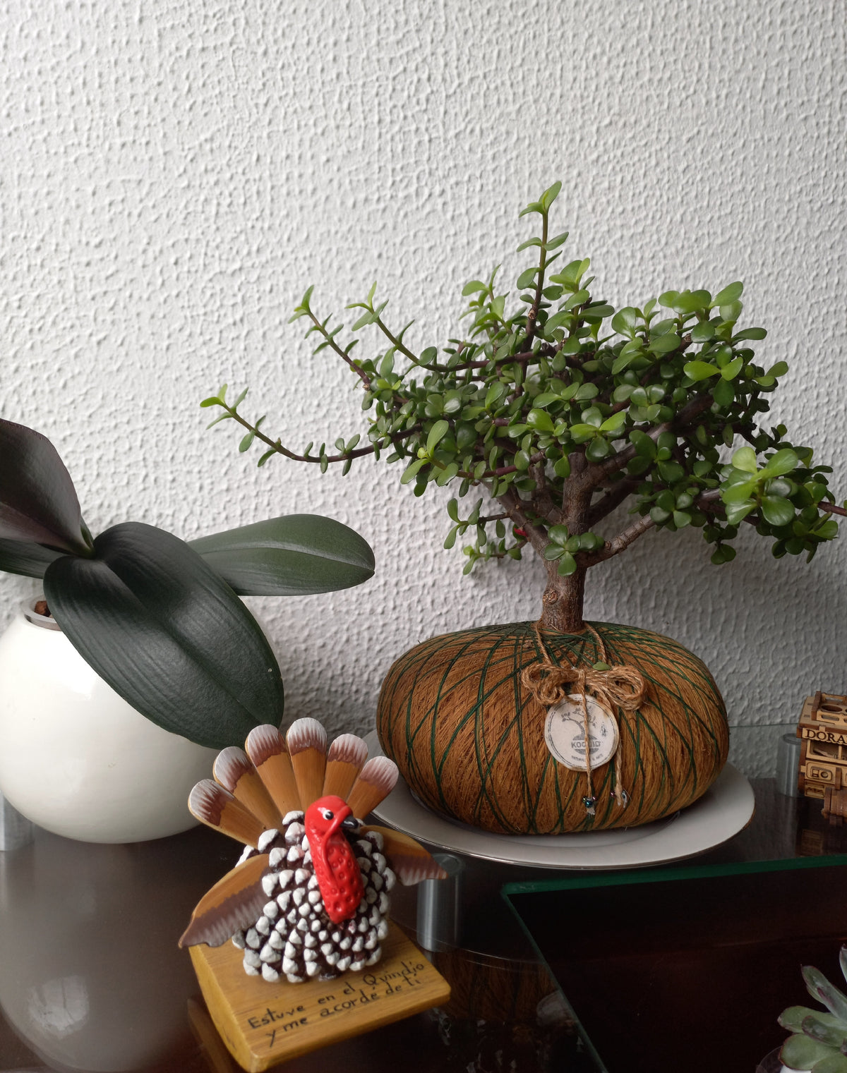Bonsái de Jade Hembra en Kokedama (Portulacaria afra)