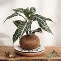 Kokedama Aphelandra - Planta Cebra (Arte Botánico Vivo)
