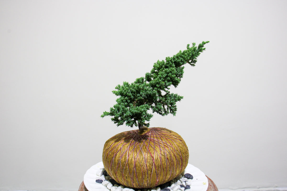 Kokedama Pino Rastrero Mini – Estilo Bonsái