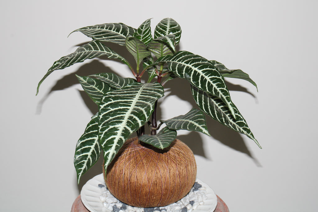 Kokedama Aphelandra - Planta Cebra (Arte Botánico Vivo)