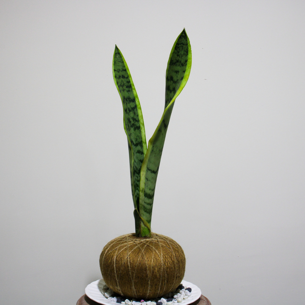 Kokedama de Sansevieria grande – Purificadora Natural de Fácil Cuidado