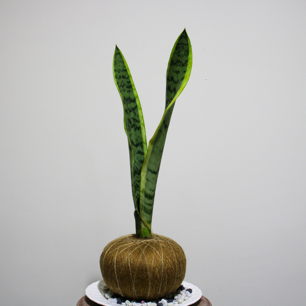 Kokedama de Sansevieria grande – Purificadora Natural de Fácil Cuidado
