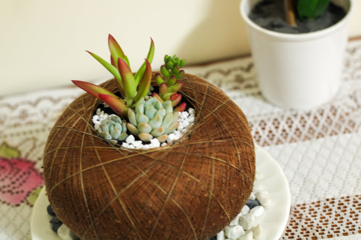 Terrario de Suculentas en Kokedama – Micro-Oasis Artesanal