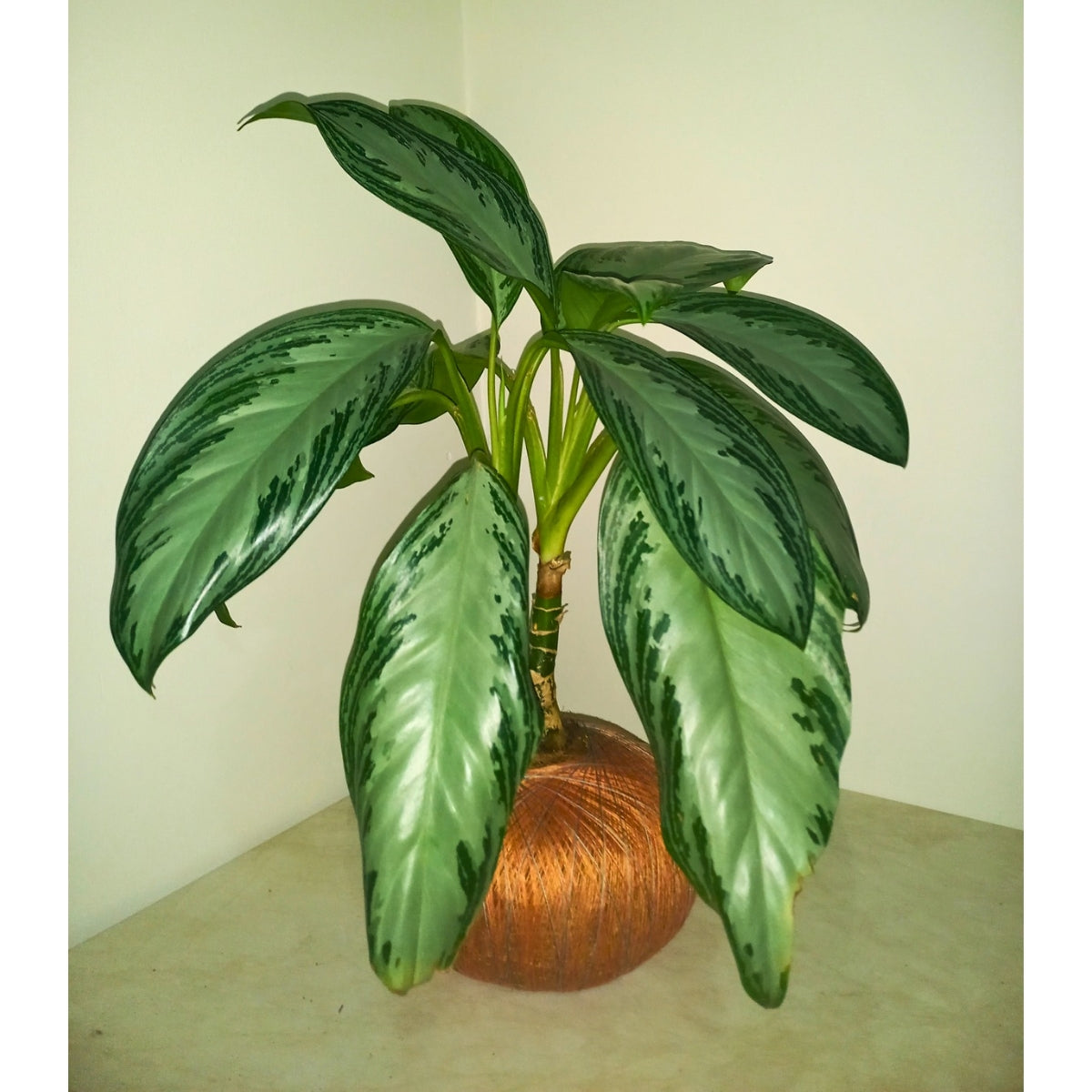 Aglaonema Patico en Kokedama (Aglaonema sp.)