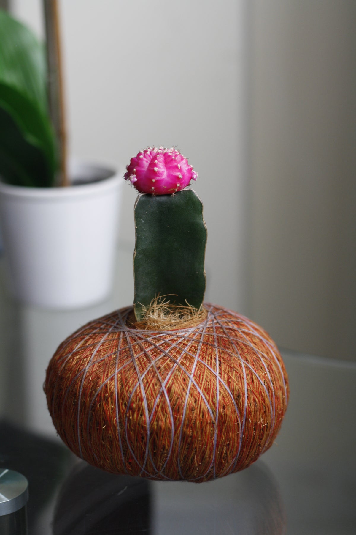 Kokedama de Cactus Coreano – Diseño artesanal